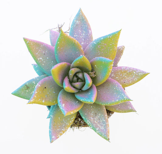 Miranda multi glitter mix 8cm 6cm Pot
