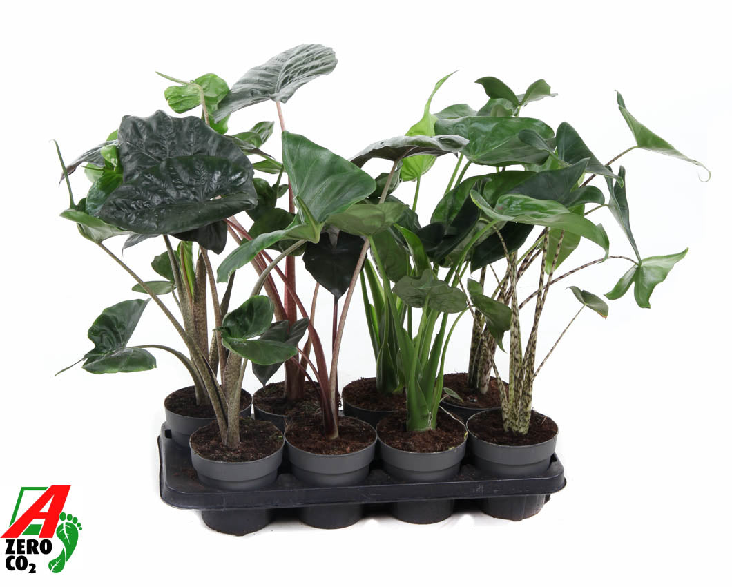 Alocasia mix 50cm 13cm Pot