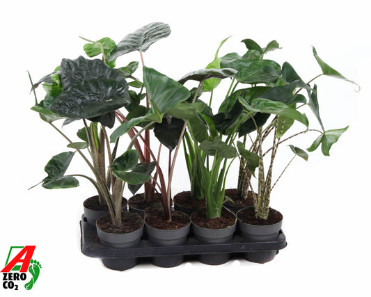 Alocasia mix 50cm 13cm Pot
