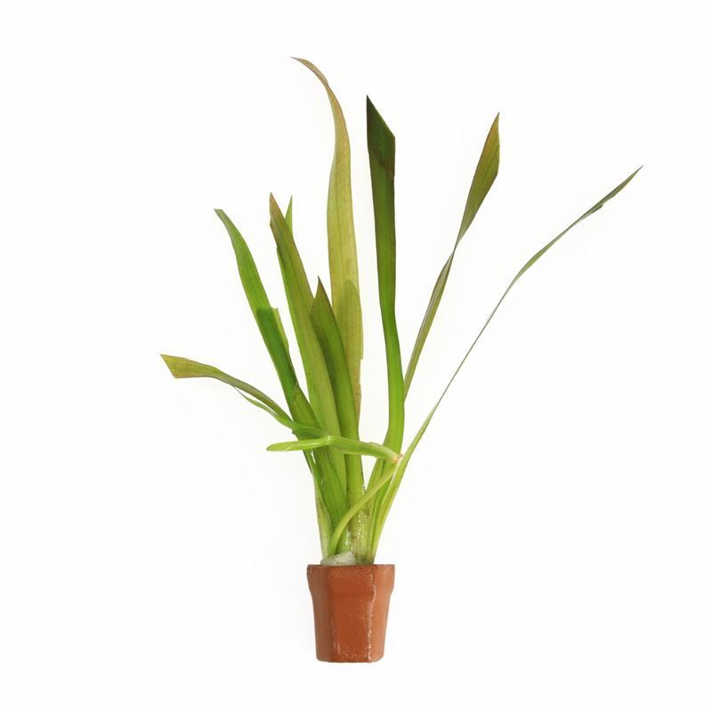 Vallisneria asiatica 5cm 2cm Pot