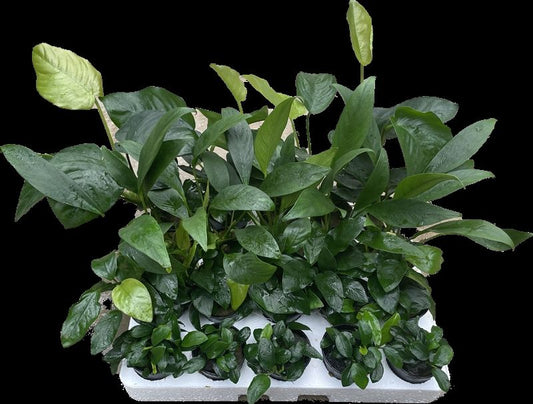 Aquarium plant mix 10cm 5cm Pot