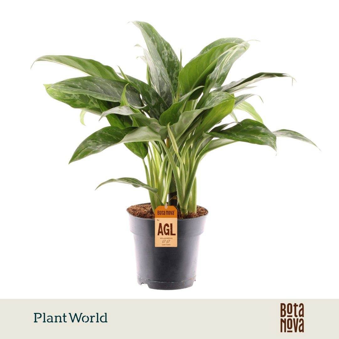Aglaonema Green Lady 55cm 17cm Pot