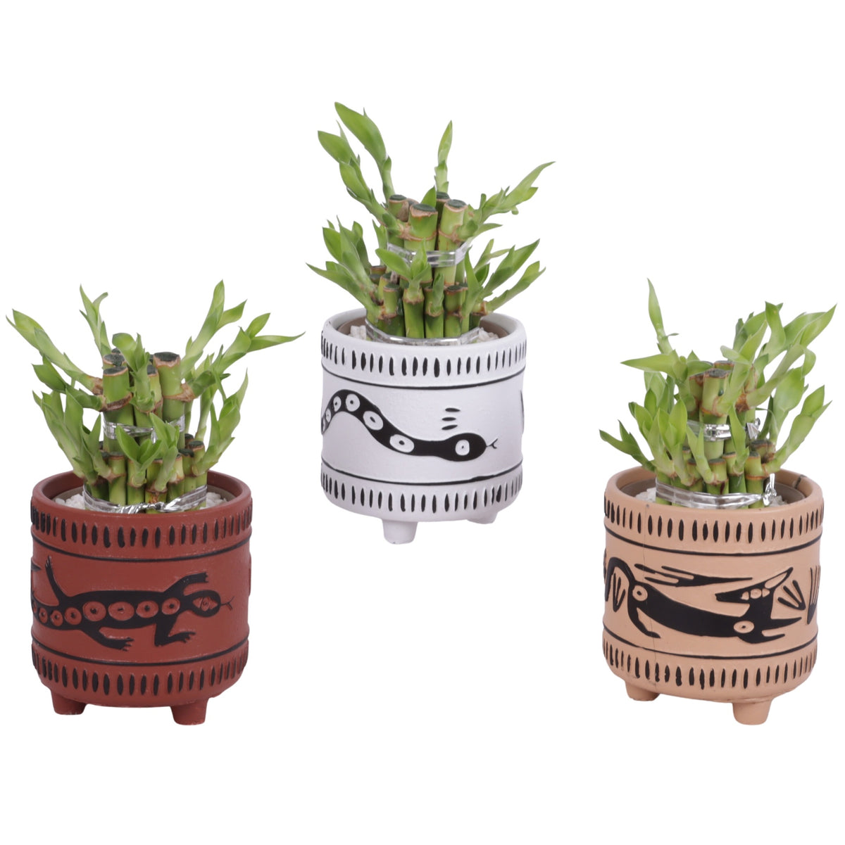 Drac. Lucky Bamboo (+ drp. ceramic) 20cm 10cm Pot