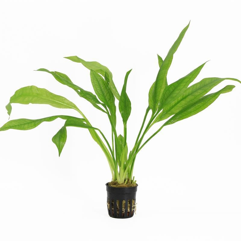 Aquarium plant mix 10cm 5cm Pot