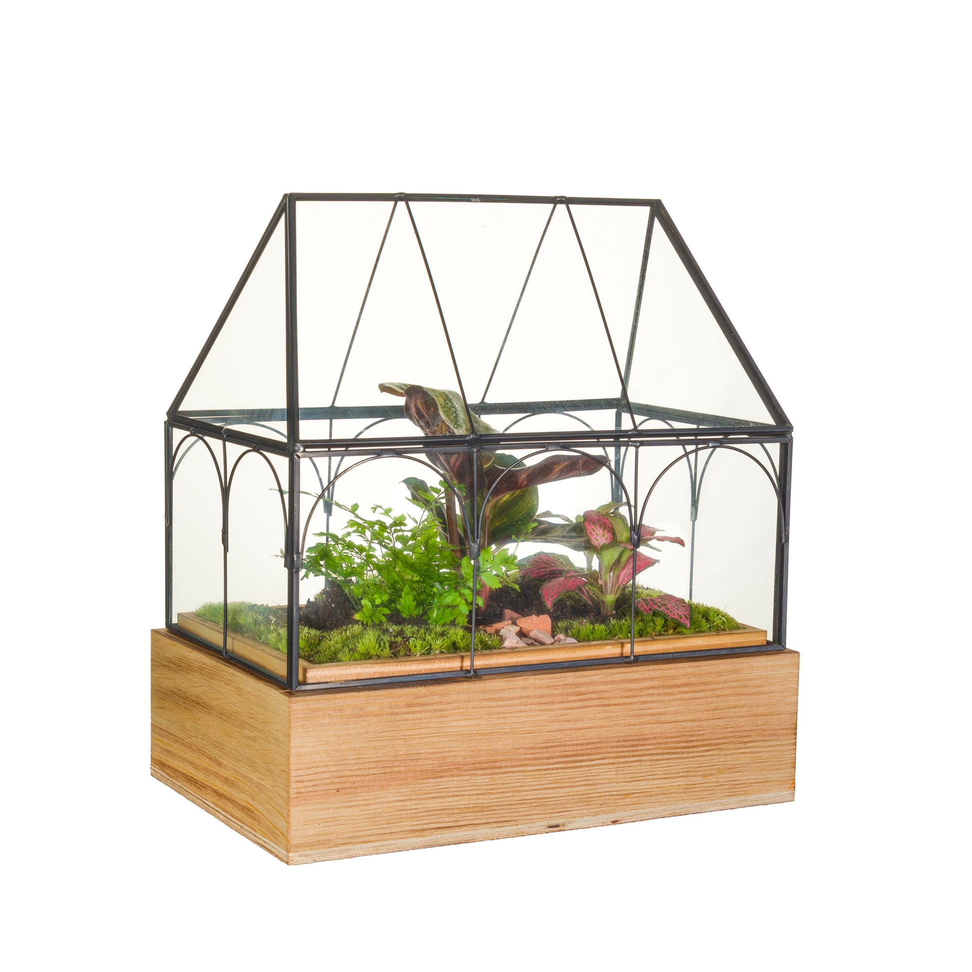 Wardians Terrarium - Wardian Case TWO small 25cm 20cm Pot