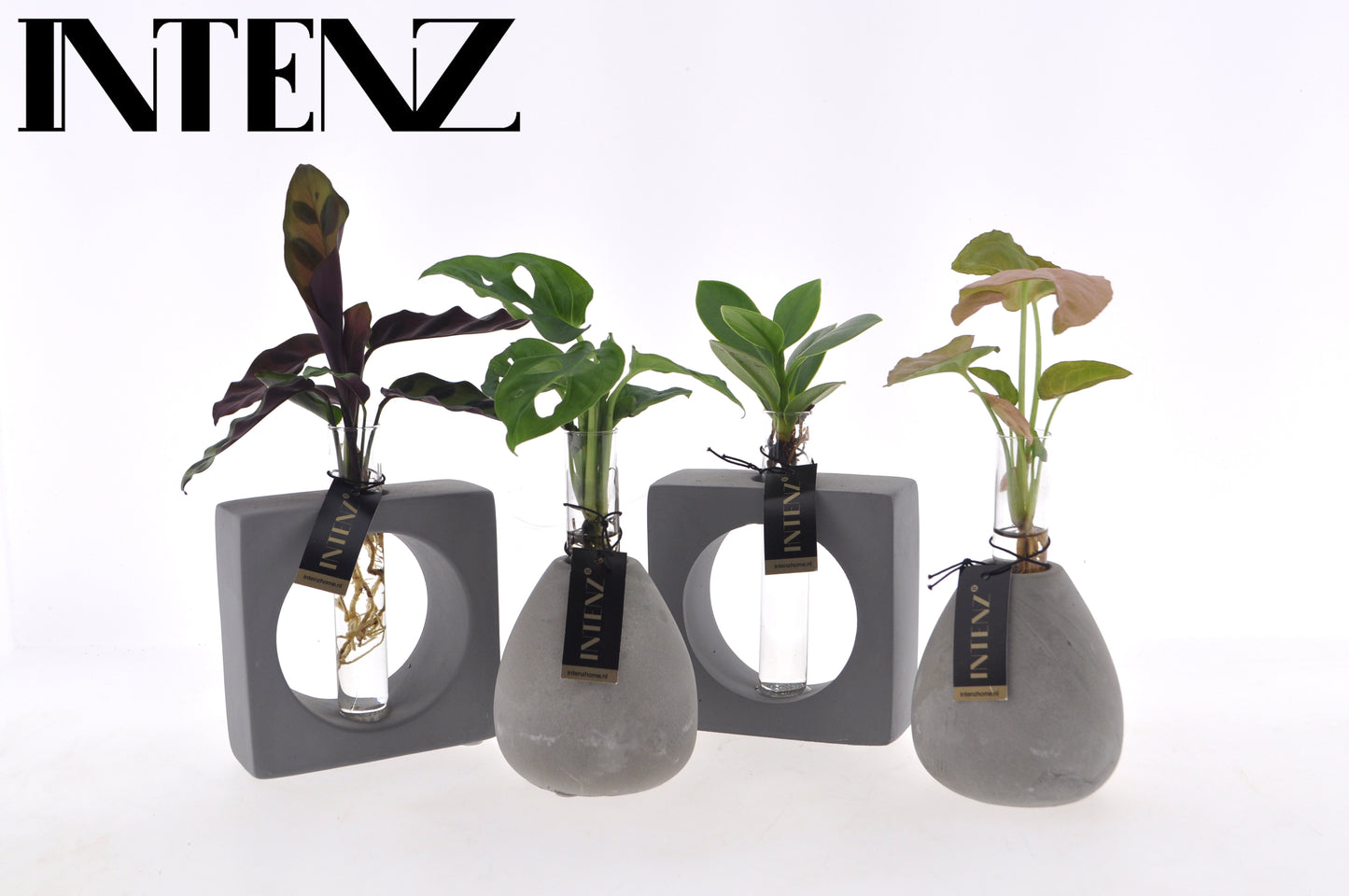 Foliage houseplants mix 15cm 9cm Pot
