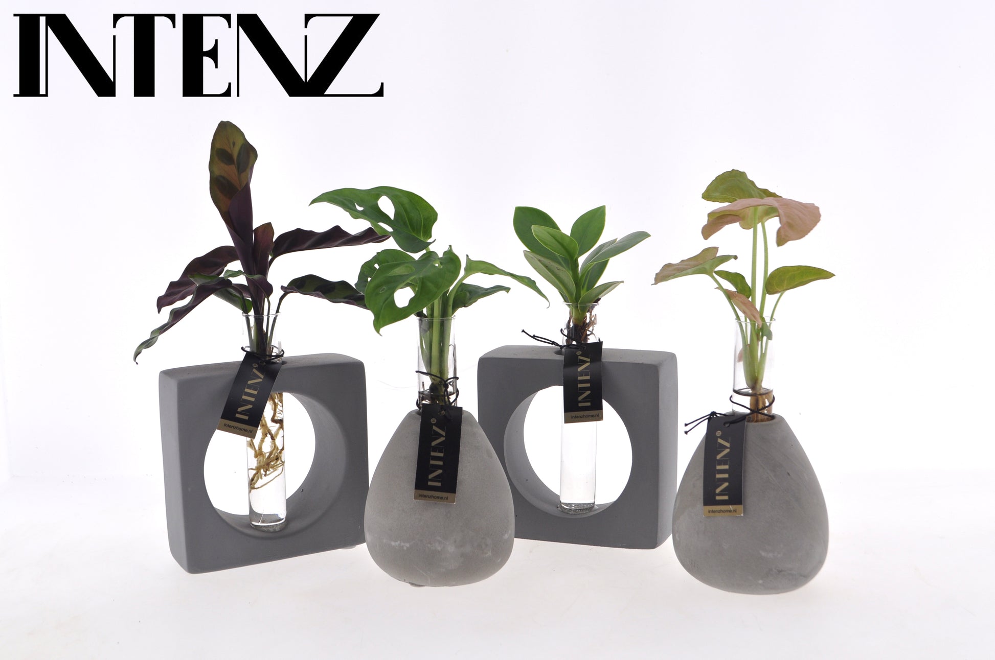 Foliage houseplants mix 15cm 9cm Pot