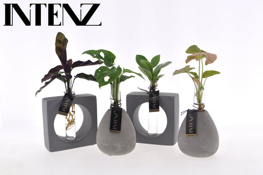 Foliage houseplants mix 15cm 9cm Pot