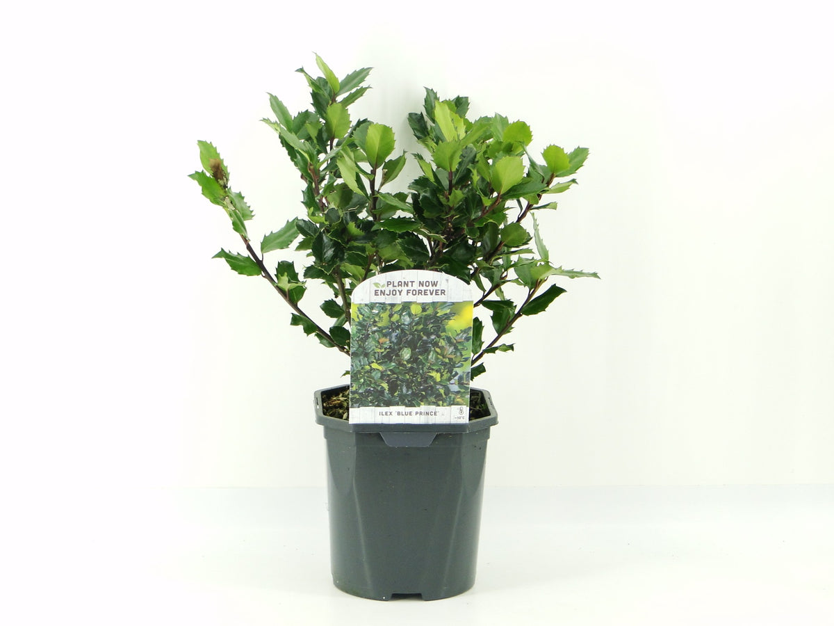 Ilex mes. Blue Prince 35cm 17cm Pot