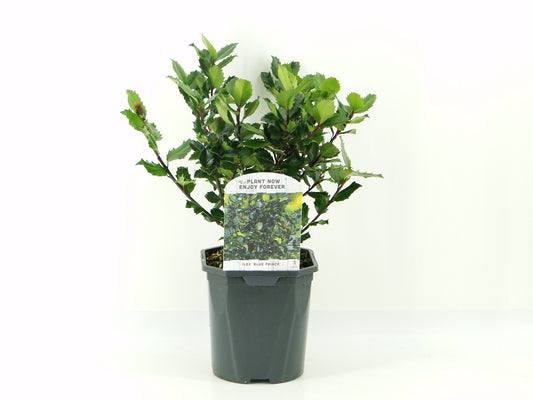 Ilex mes. Blue Prince 35cm 17cm Pot