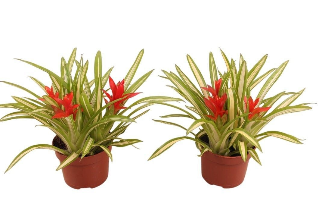 Guzmania Ice Cream 30cm 12cm Pot