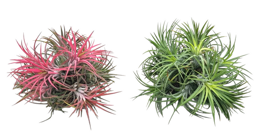 Tillandsia ionantha 10cm 18cm Pot