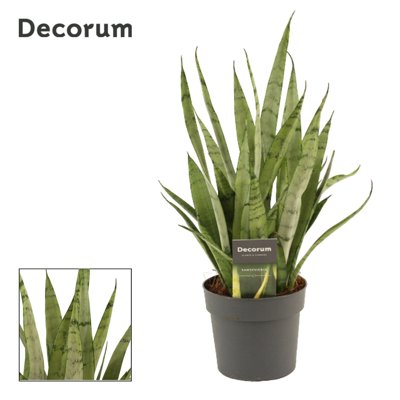 Sansevieria trifasciata 40cm 12cm Pot