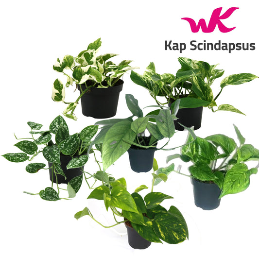 Epipremnum pinnatum mix 25cm 12cm Pot