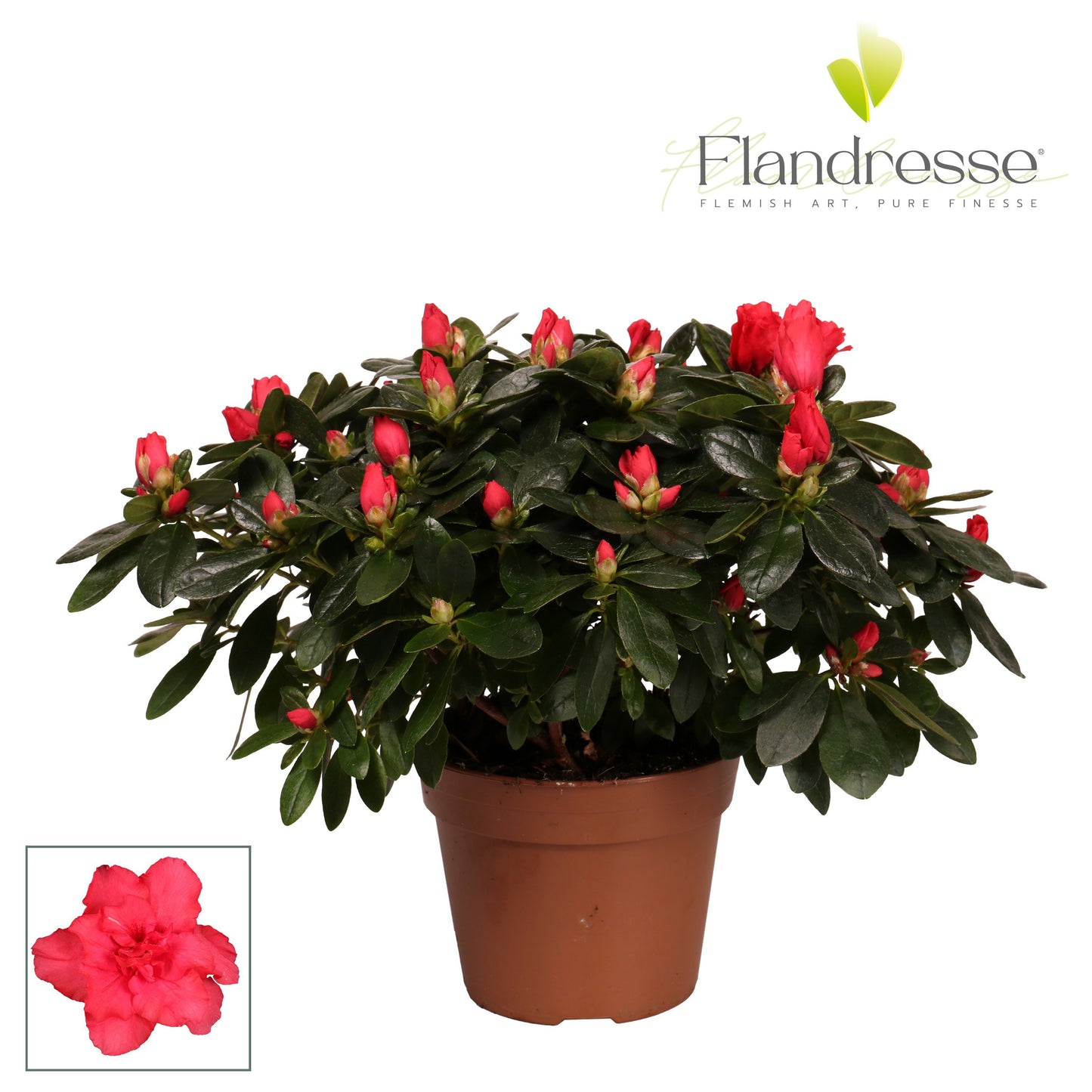FlorAmor Rhododendron simsii Jimmy Pack of 6