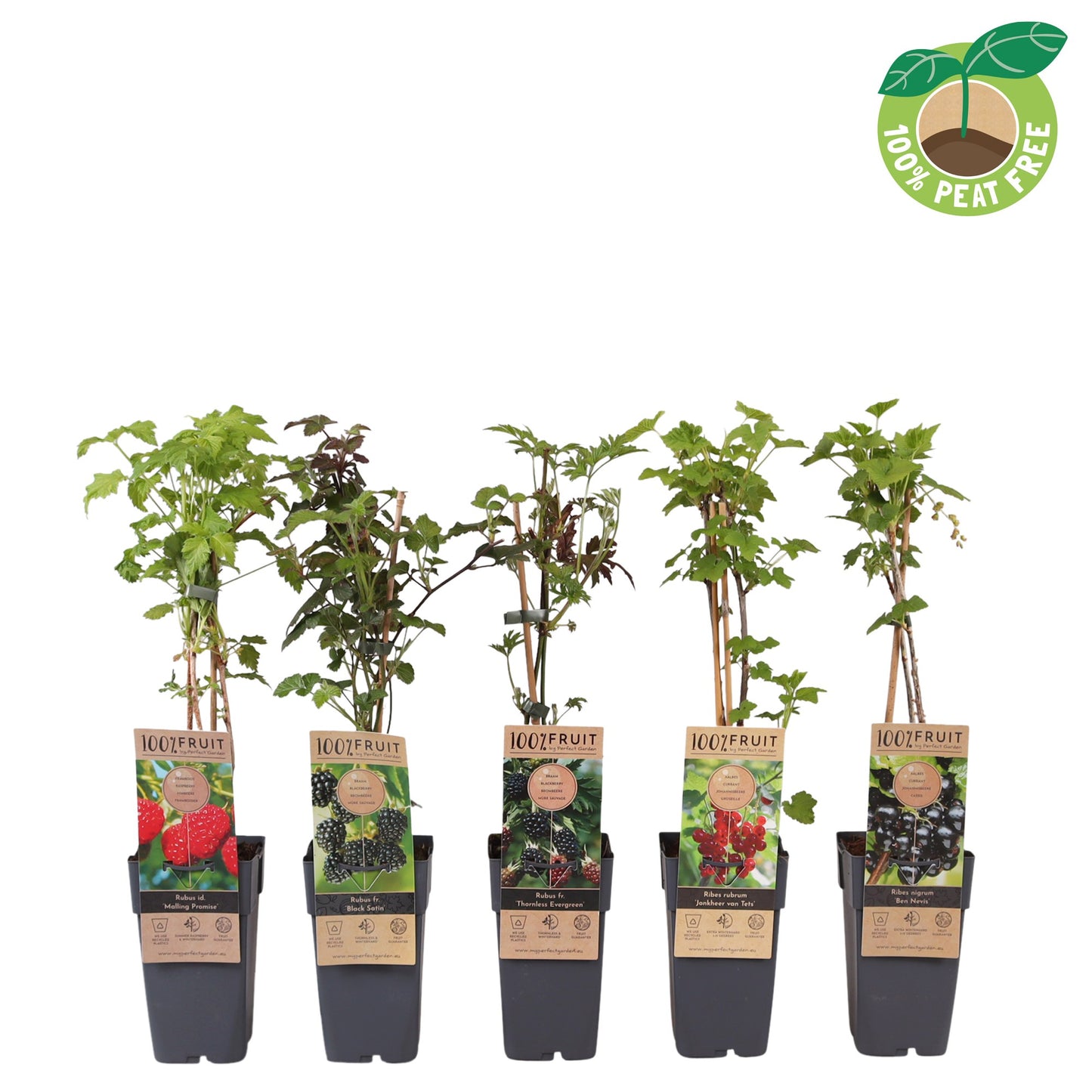 Streng Growers B.V. Fruit/Shrub Climber mix Pack of 10