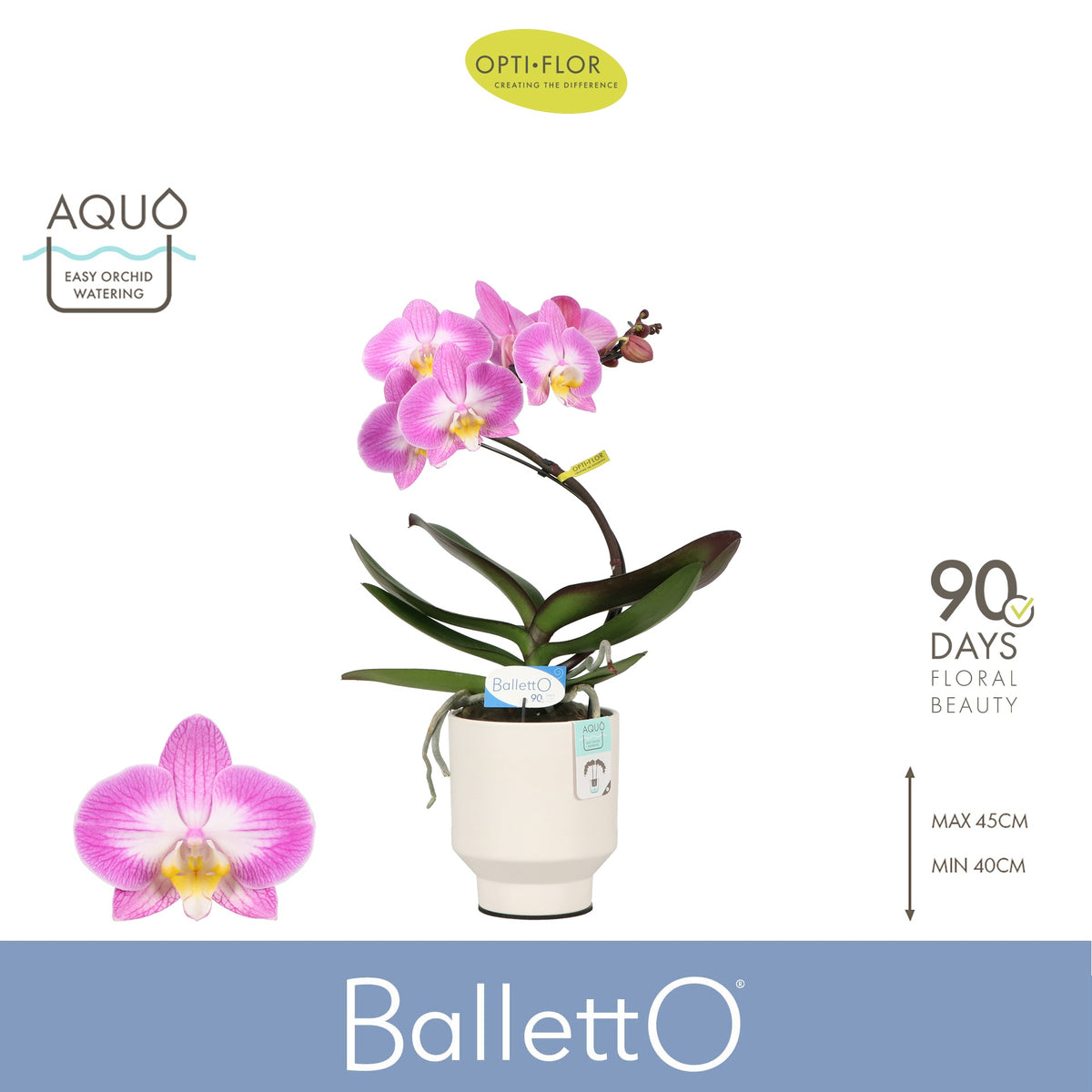 Phalaenopsis Hybrid 45cm 12cm Pot