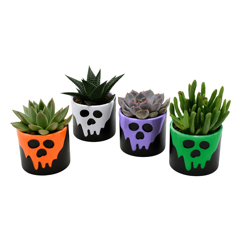 Succulenten mix (+ drp.magnetic) 8cm 6cm Pot
