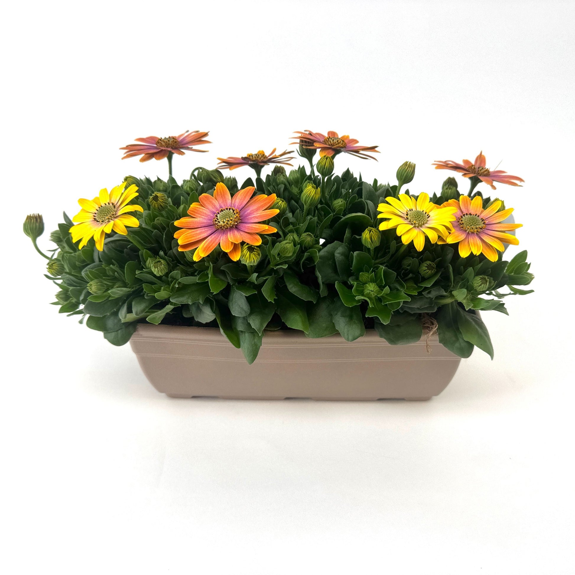 Osteospermum Senorita Bonita 24cm 27cm Pot
