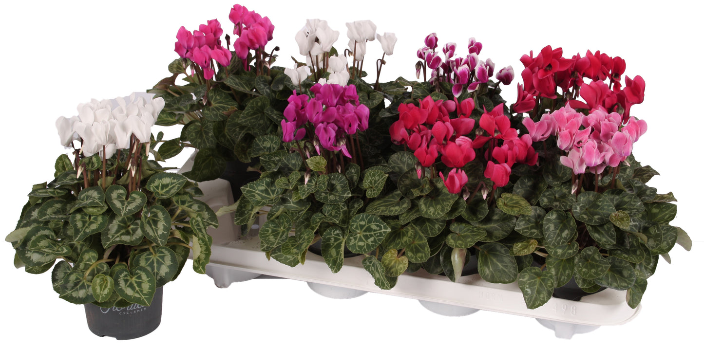Apartus, kwekerij Cyclamen Carino Pack of 8