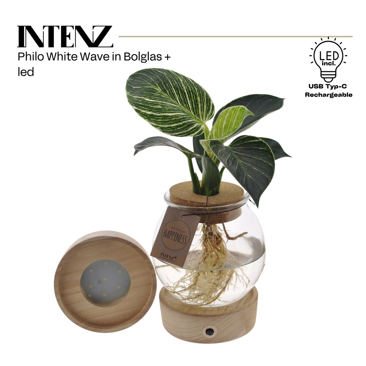 Philodendron scandens 25cm 12cm Pot