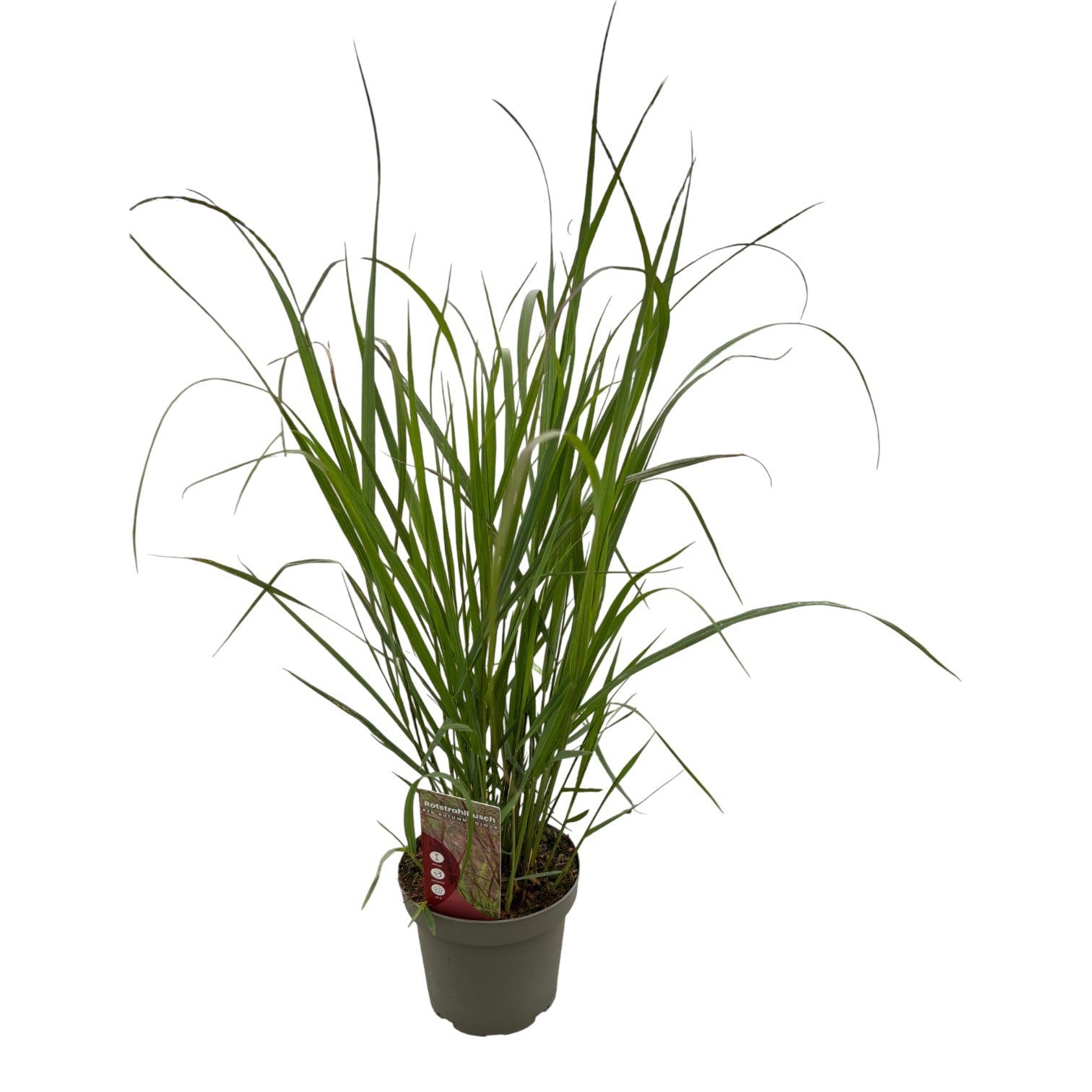 Panicum virgatum 30cm 14cm Pot