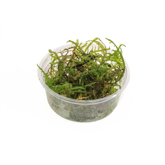 Aquarium plant mix 5cm 2cm Pot
