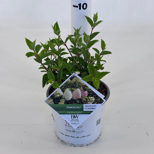 Hydrangea pan. Pinkachu 25cm 19cm Pot