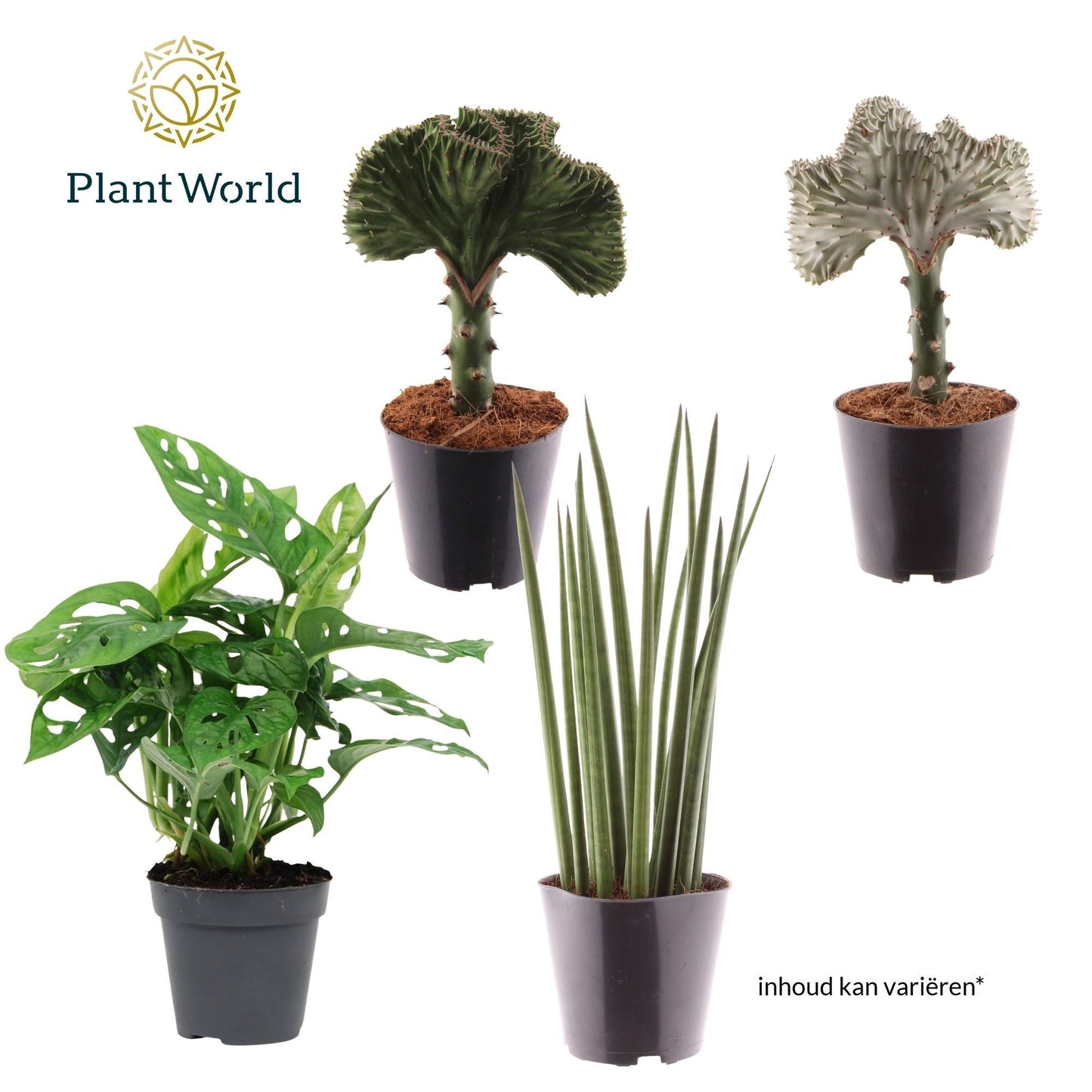 Houseplants mix Botanical 25cm 12cm Pot