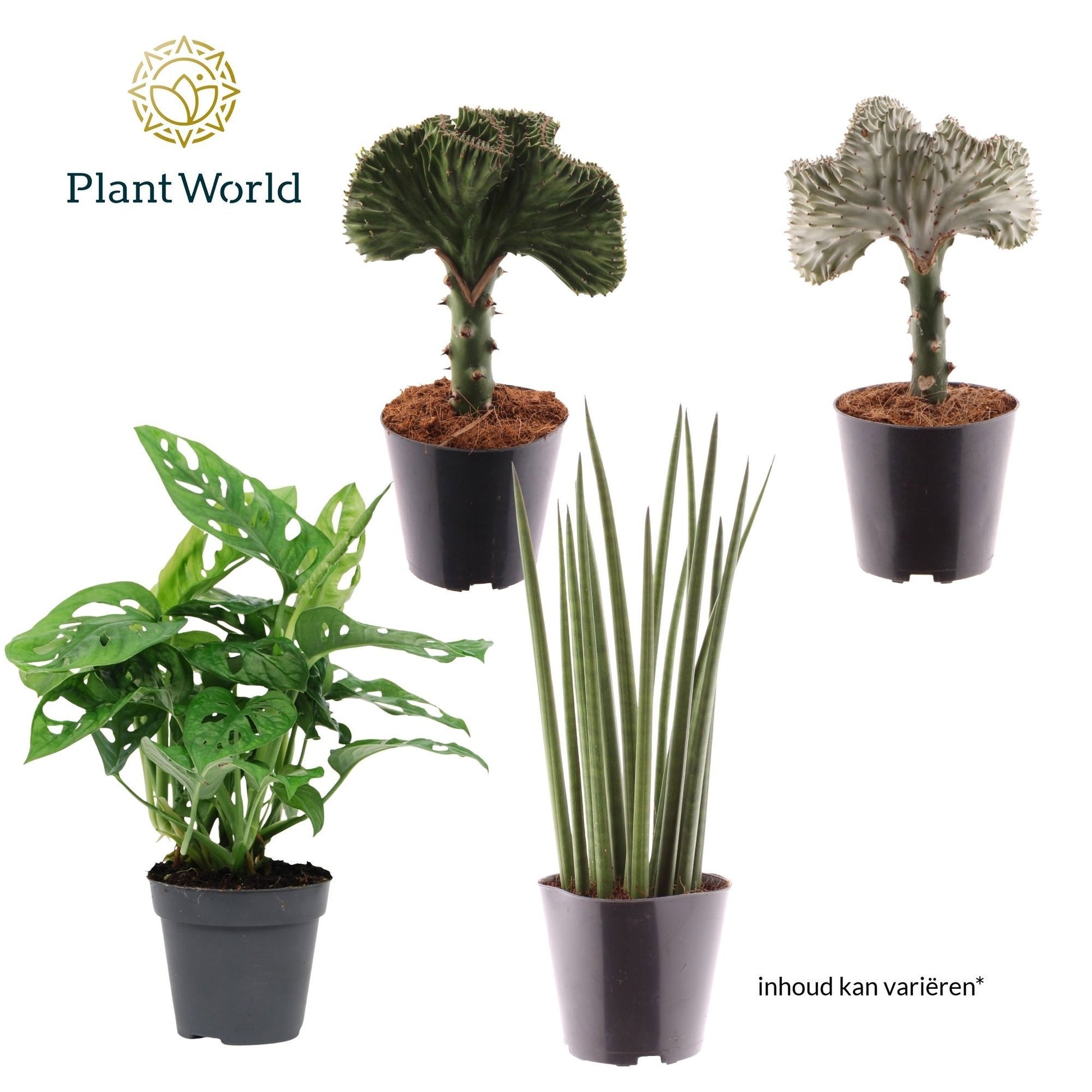 Houseplants mix Botanical 25cm 12cm Pot