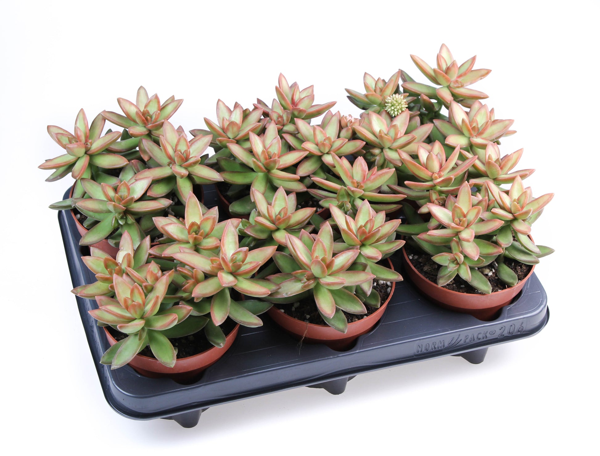 Euro Cactus Holland Bv Sedum album Pack of 6