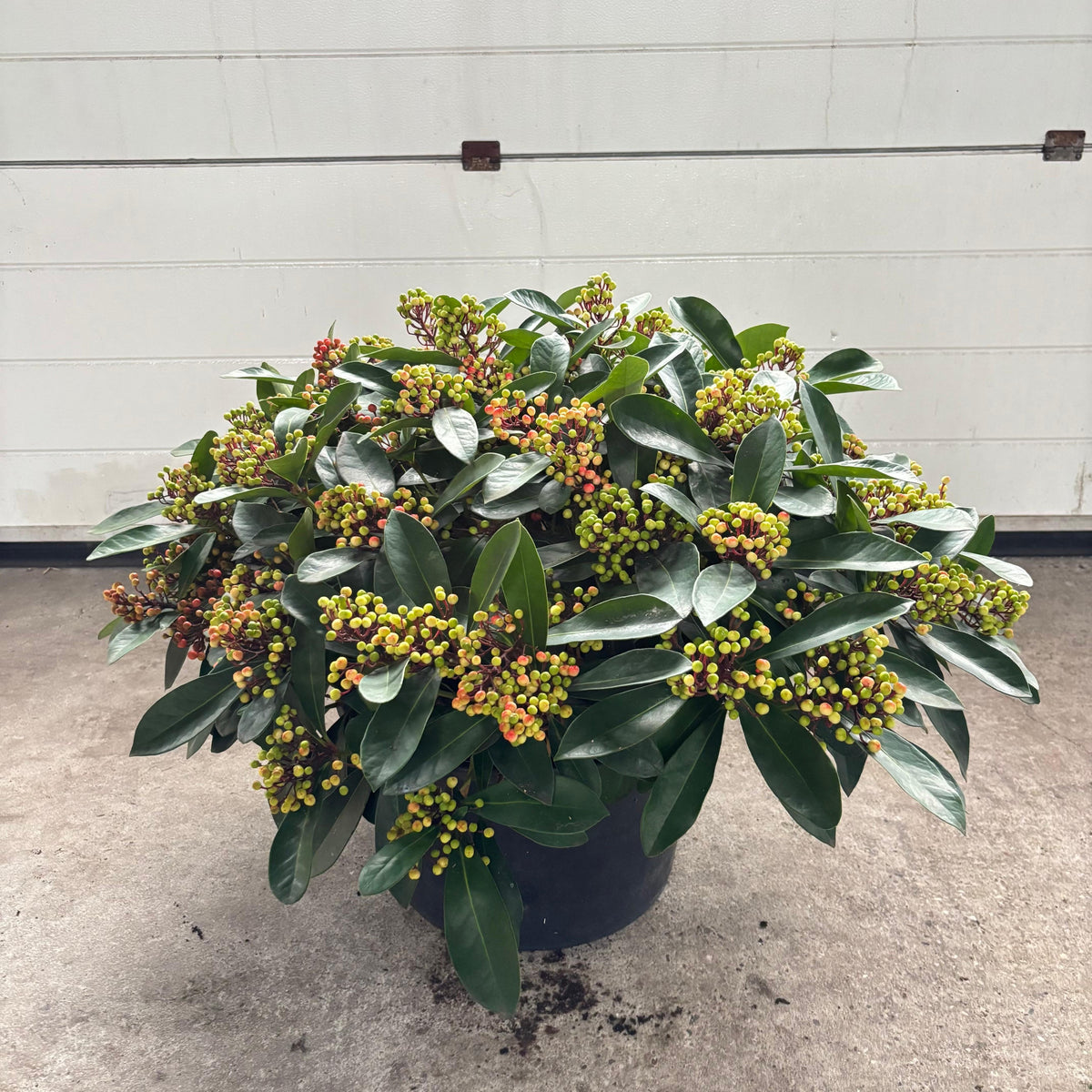 Skimmia japonica Lipstick 65cm 41cm Pot