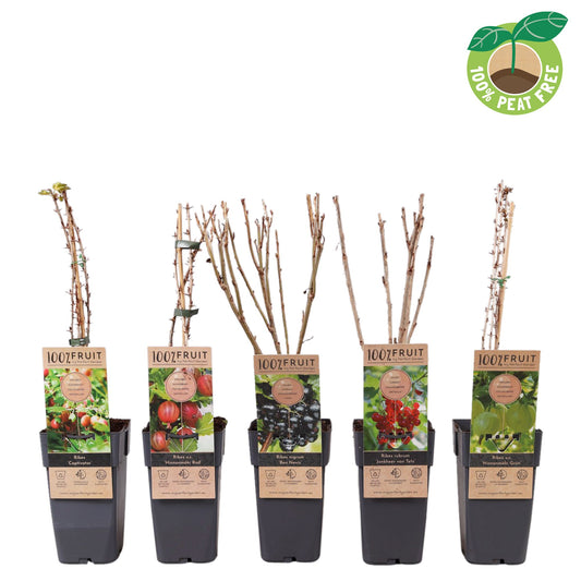 Ribes mix 50cm 15cm Pot