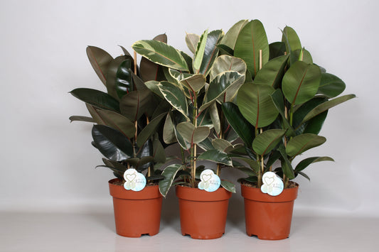 Peeters Potplanten BV Ficus elastica mix Pack of 1