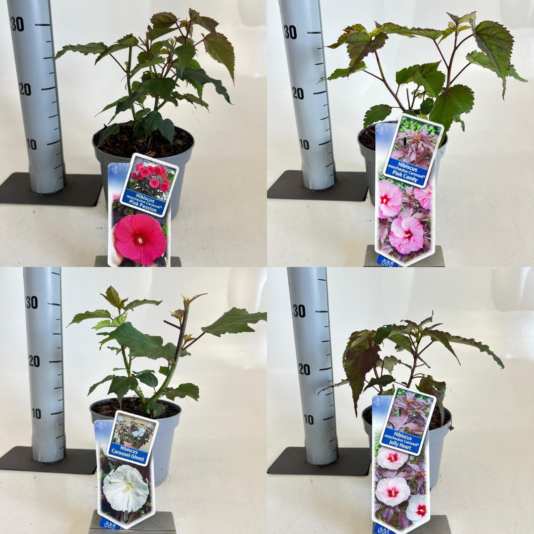 Hibiscus 30cm 17cm Pot
