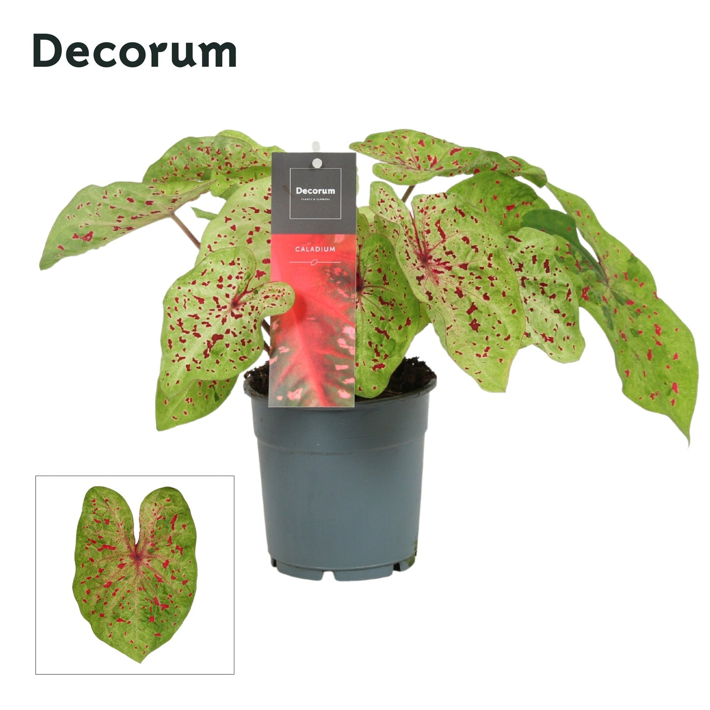 Vreugdenhil Bulbs & Plants Caladium bicolor Pack of 10