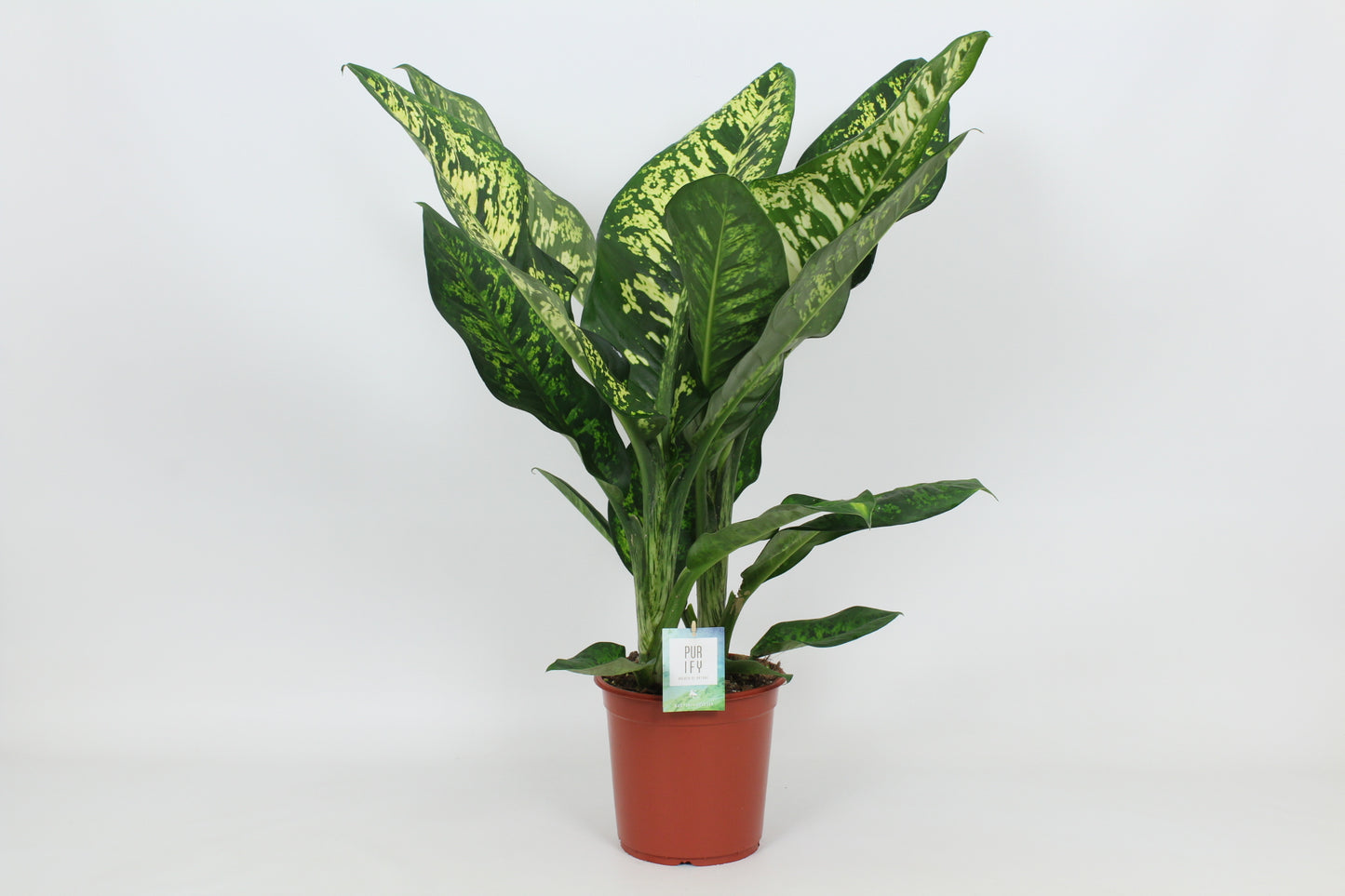 Elstgeest Potplanten Dieffenbachia Crown Pack of 3
