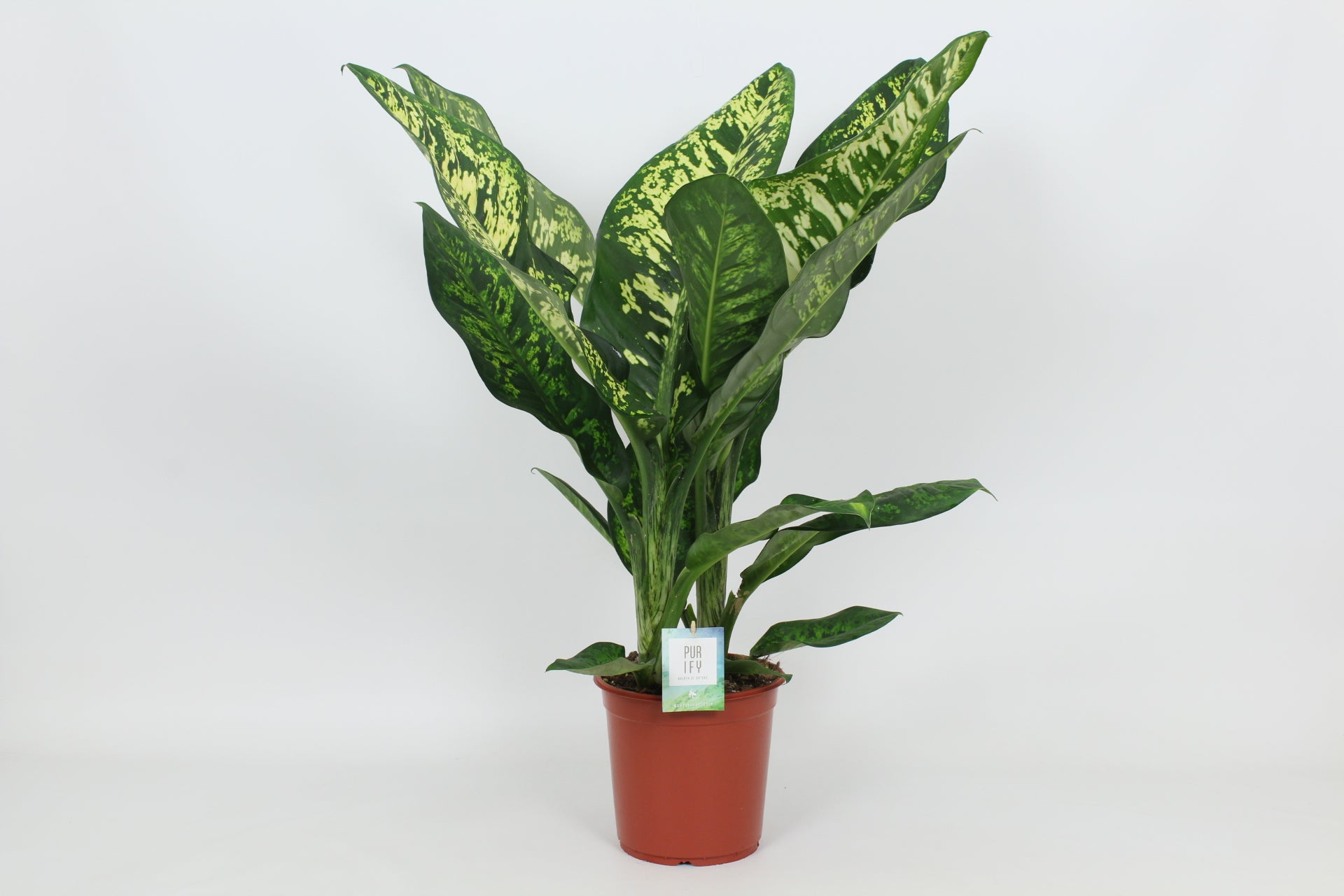 Elstgeest Potplanten Dieffenbachia Crown Pack of 3