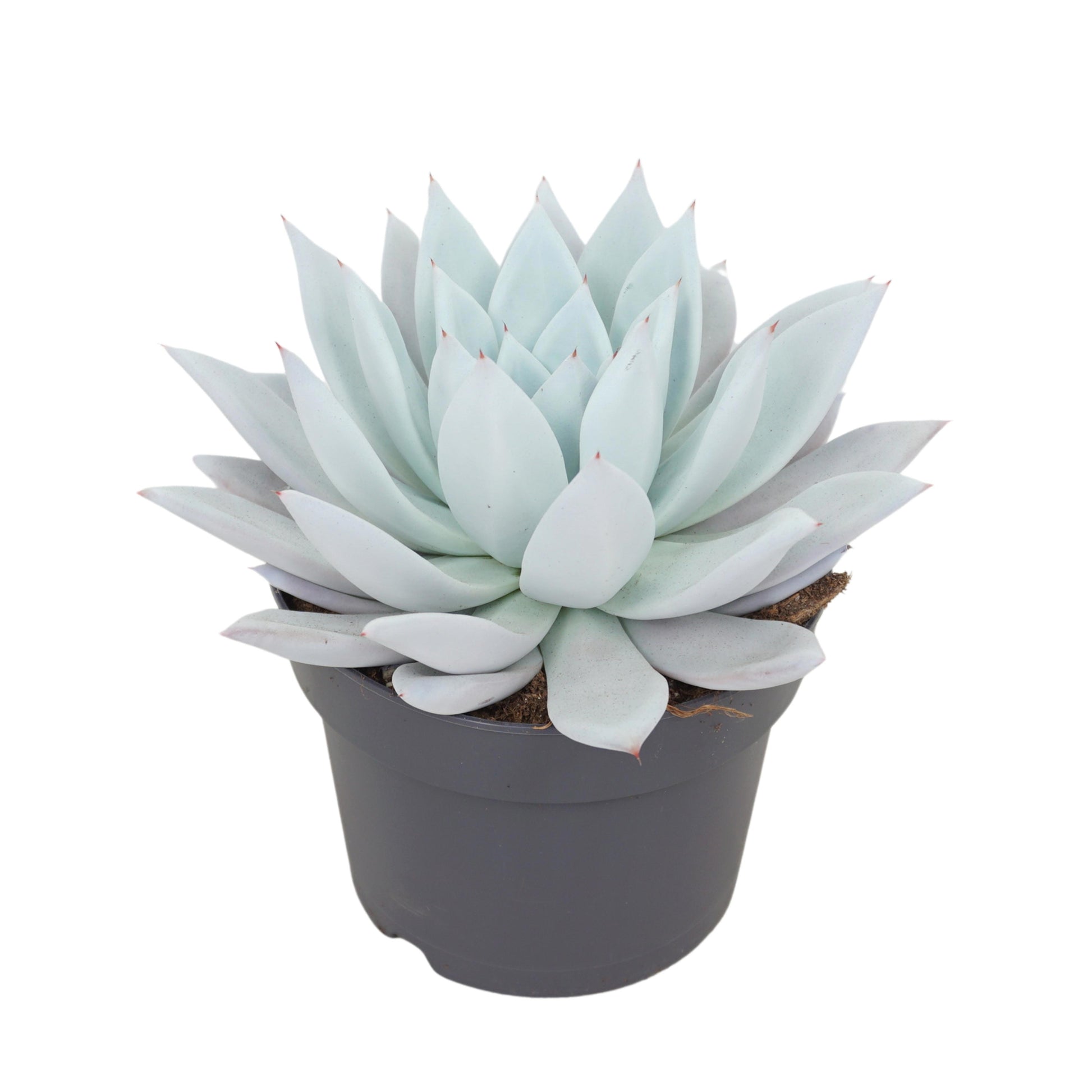 Echeveria Mexican Giant 25cm 17cm Pot