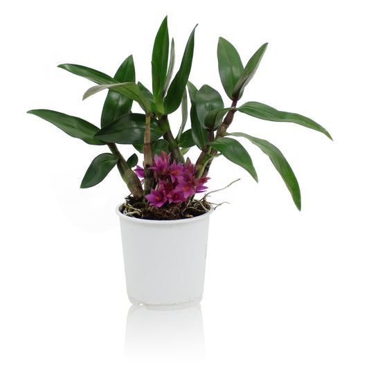 Dendrobium Hibiki 18cm 9cm Pot