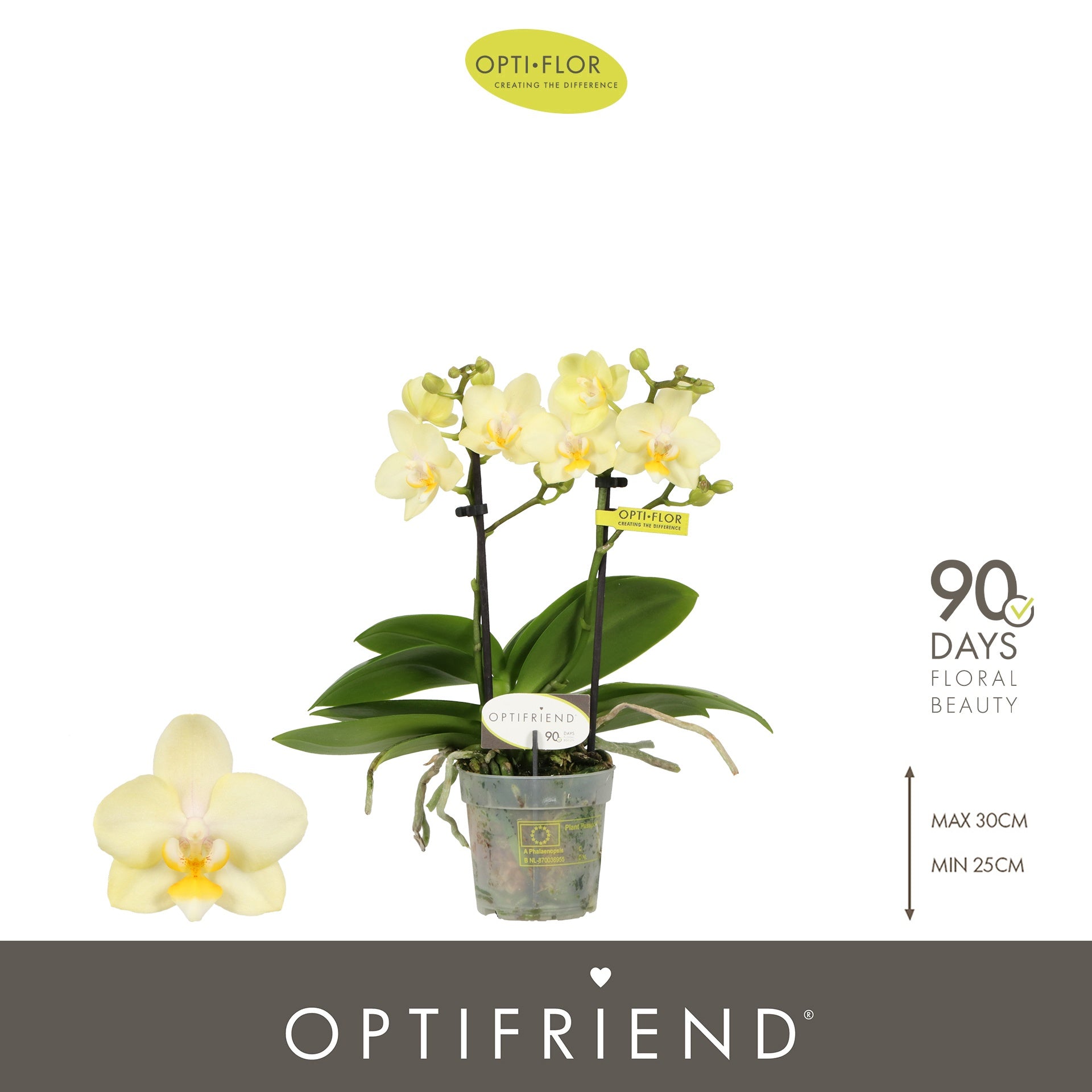 Phalaenopsis Optifriend Sara 25cm 7cm Pot