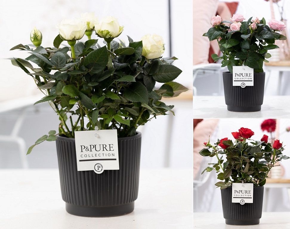 Rosa Beau Monde mix 28cm 12cm Pot