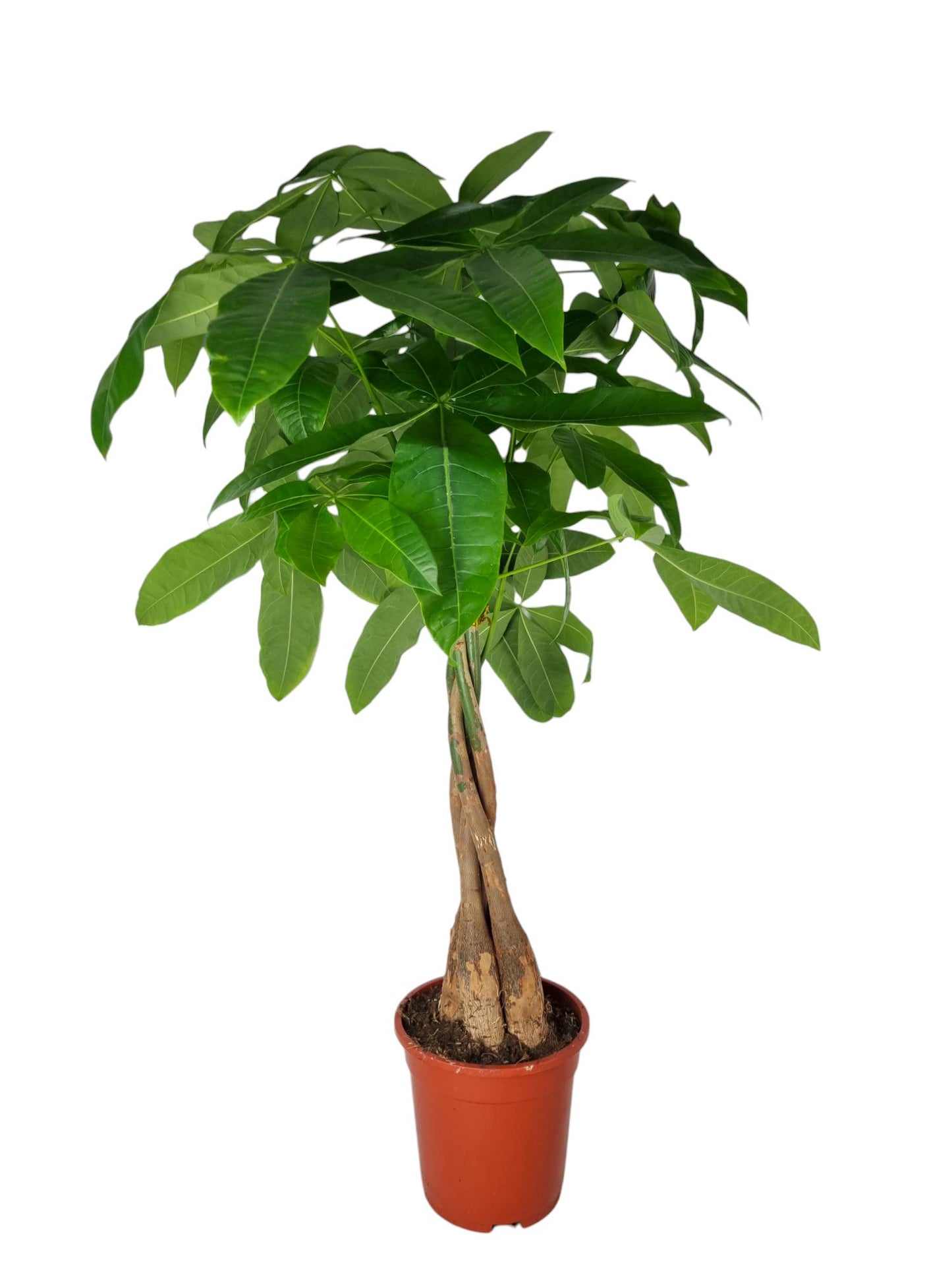 Pachira aquatica 80cm 19cm Pot