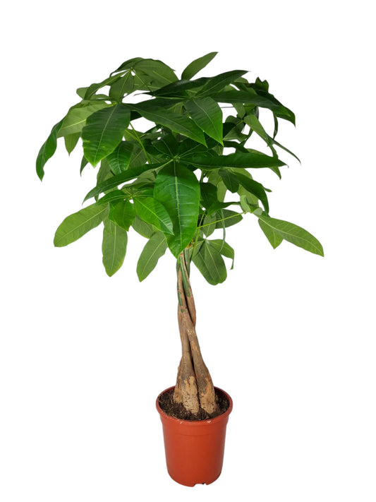 Pachira aquatica 80cm 19cm Pot