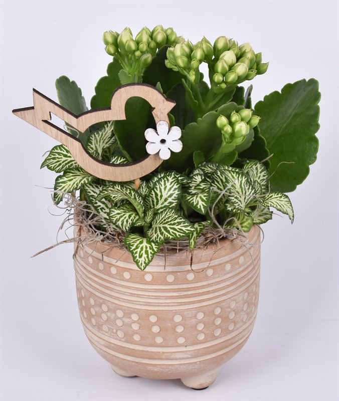Indoor arrangement 11cm Pot