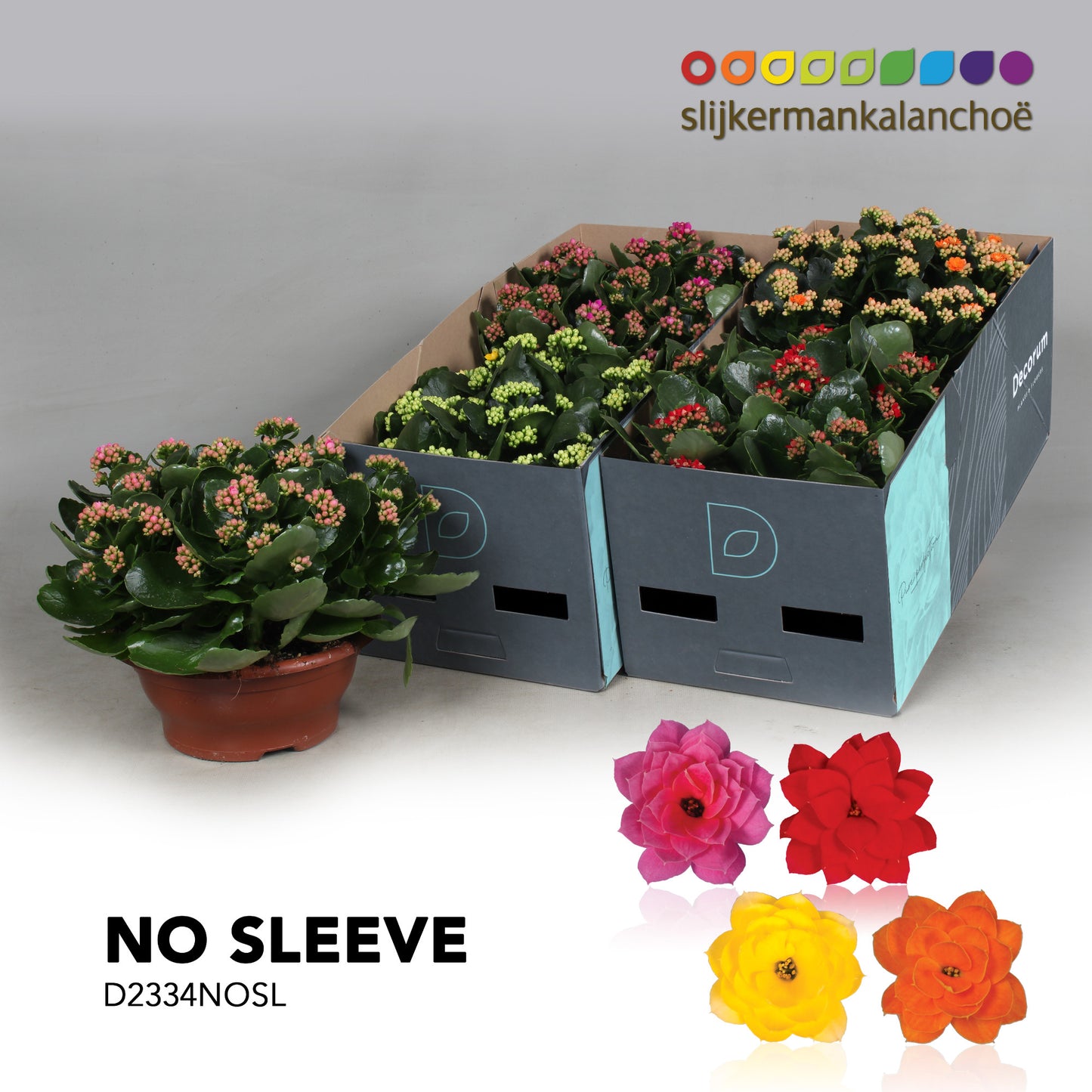 SlijkermanKalanchoe Kalanchoe mix Pack of 2