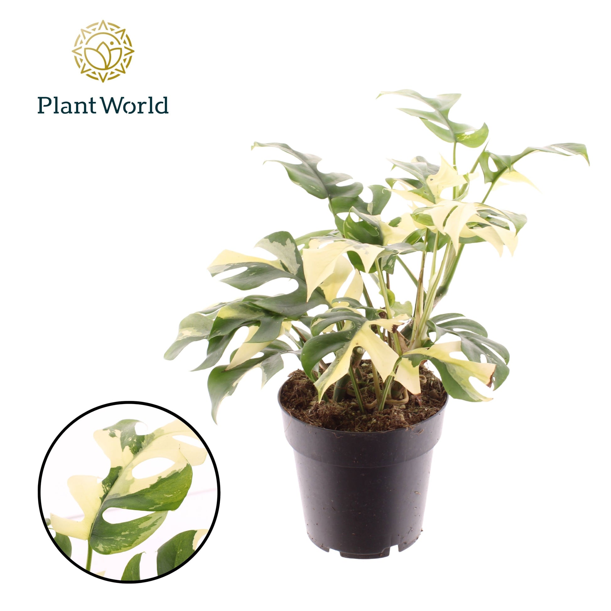 Rhaphidophora tetrasperma 30cm 14cm Pot