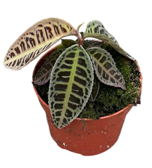 Labisia Sp No Id 15cm 510cm Pot