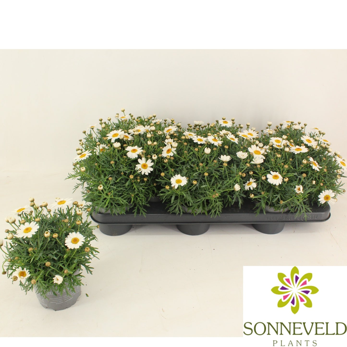 Argyranthemum La Rita White 23cm 510cm Pot