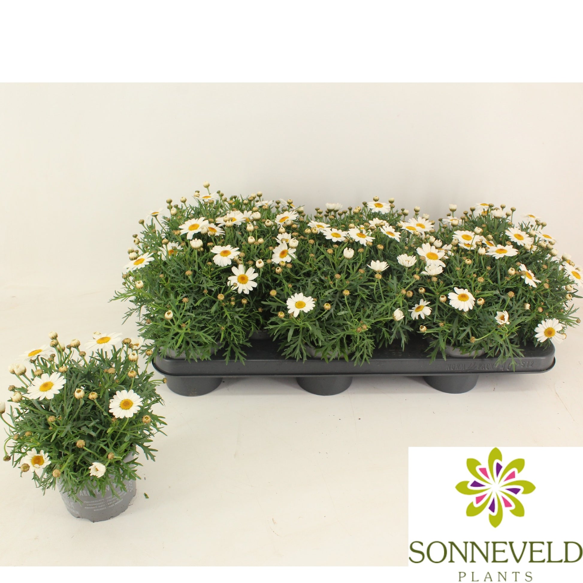 Argyranthemum La Rita White 23cm 510cm Pot